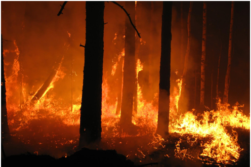 Immagine di incendio boschivo