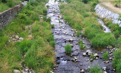 Fotografia di vegetazione lungo alveo di torrente